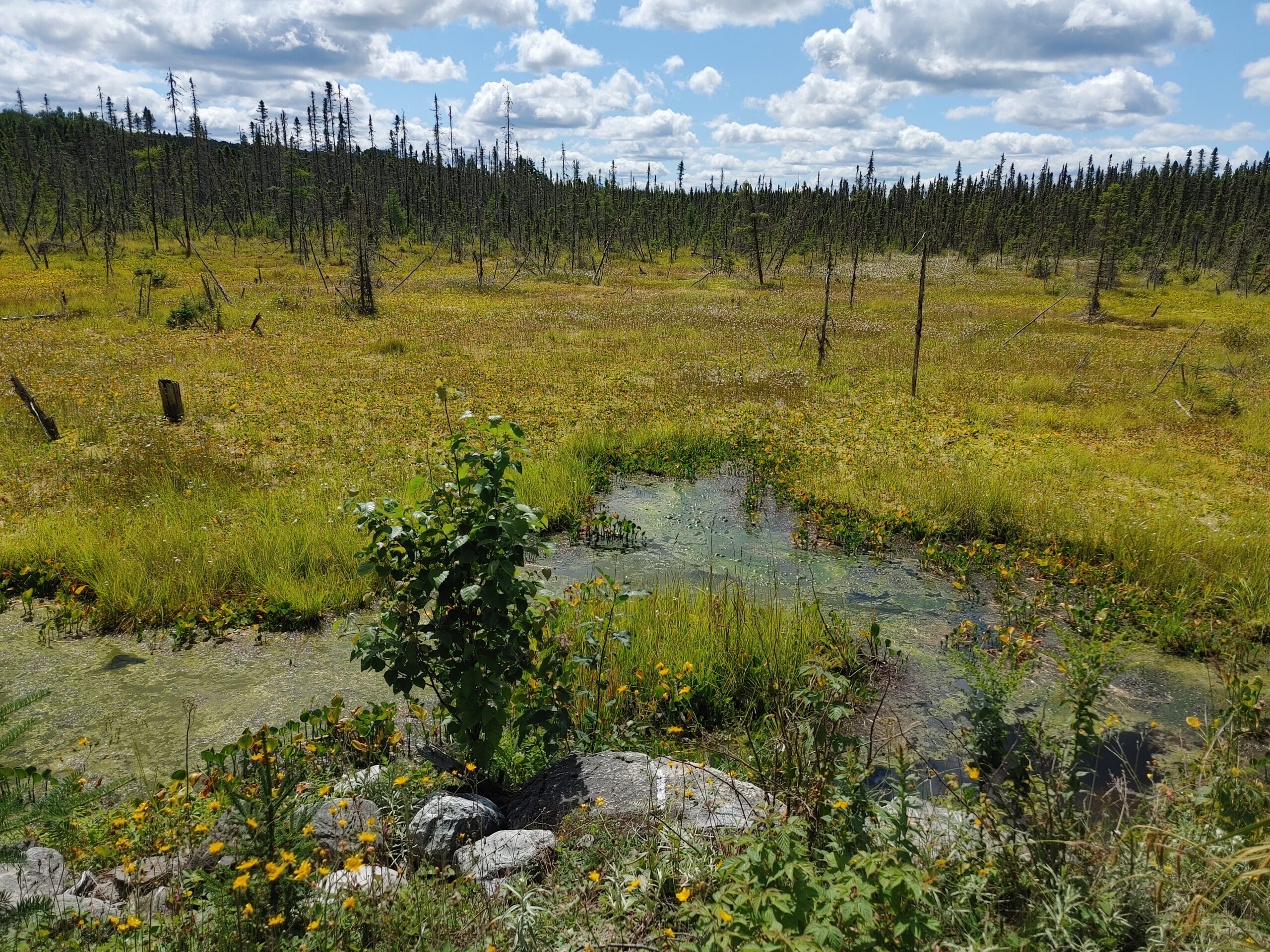 Featured image for “Un premier plan d’action pour la conservation des milieux humides et hydriques du Kamouraska”